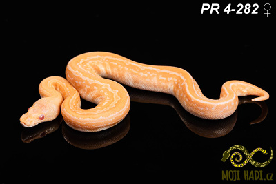 hadi na prodej, mládě, český chov hadů, odchov hadů, mojihadi.cz, Python regius, ballpython, krajta královská, Albino, pinstripe, black pastel, het Clown